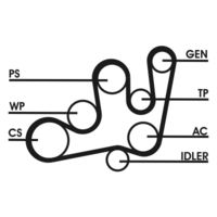 CONTINENTAL CTAM 6PK1642D2 - Juego de correas trapeciales poli V