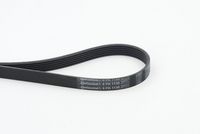 CONTINENTAL CTAM 6PK1130 - Correa trapecial poli V
