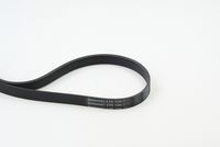 CONTINENTAL CTAM 6PK1244 - Correa trapecial poli V
