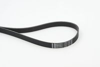 CONTINENTAL CTAM 6PK1318 - Correa trapecial poli V